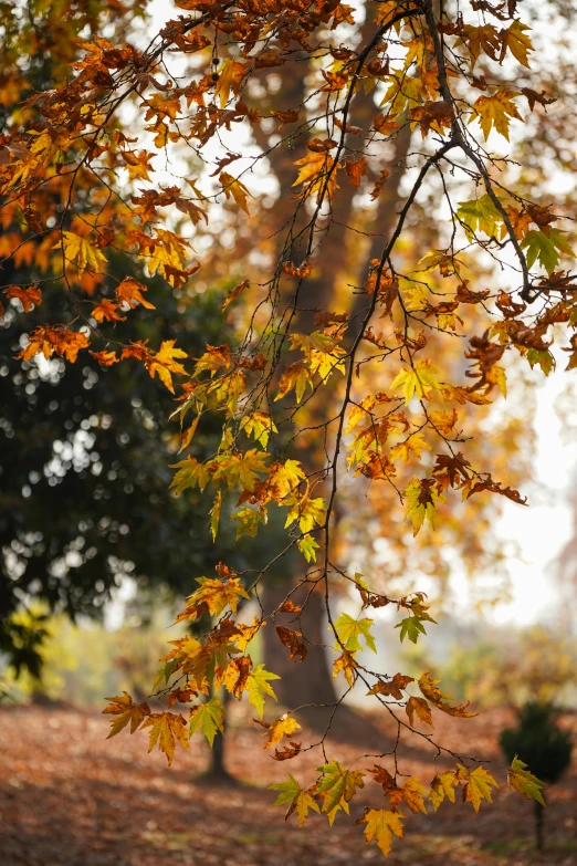 a yellow tree with many leaves, some brown