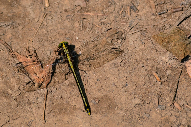 a large green and yellow dragon sitting on top of a dry grass field