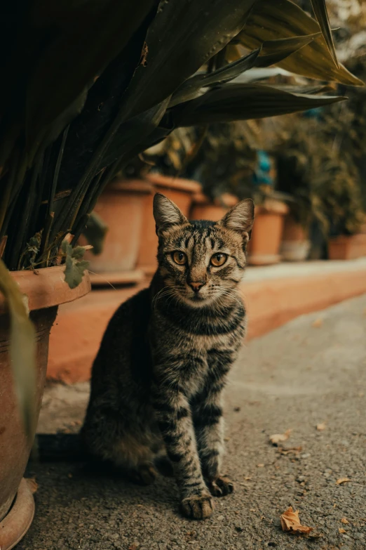 a gray cat is sitting in front of a potted plant