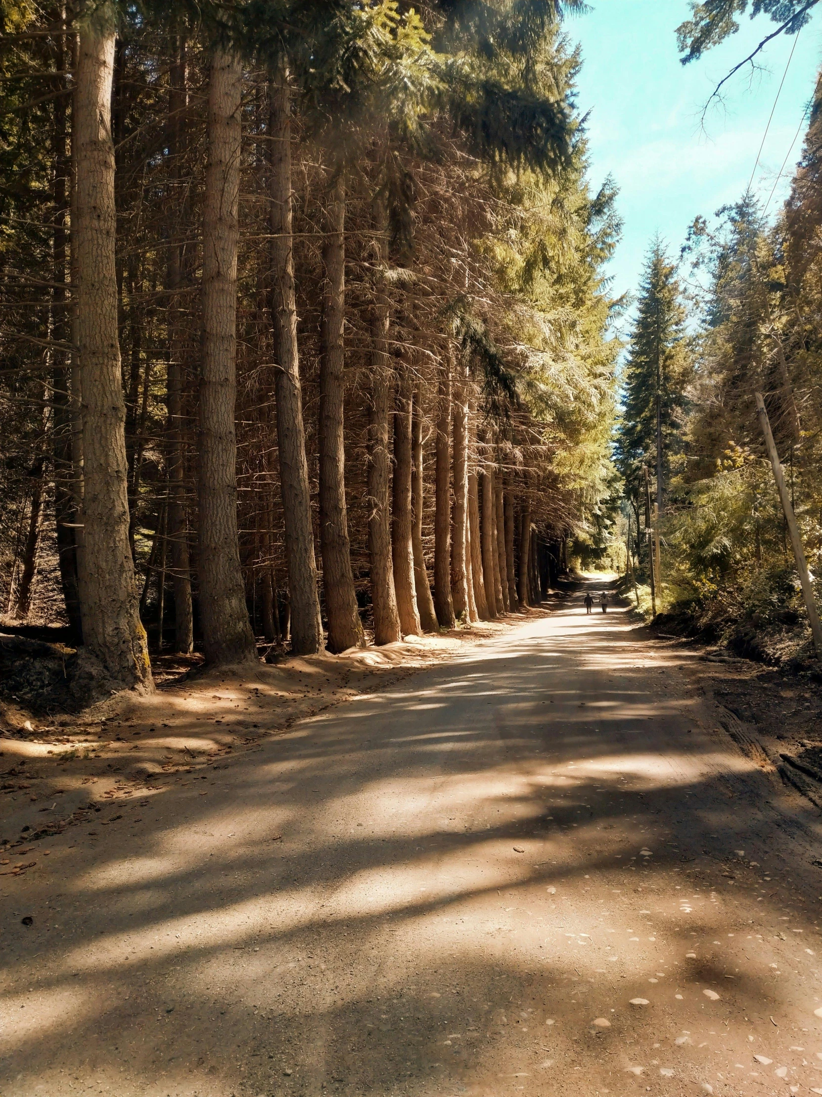 a long tree lined road in the woods