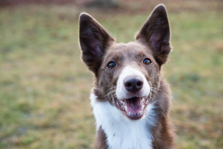 a brown and white dog with it's mouth open looking at the camera