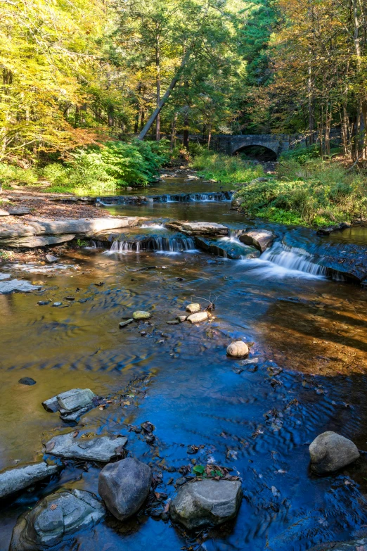 stream flowing through forested woodland area on  day
