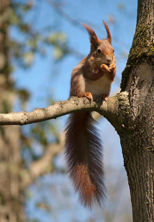 an image of a squirrel eating food out of the tree