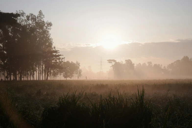 misty, foggy sunrise with tree silhouettes in field