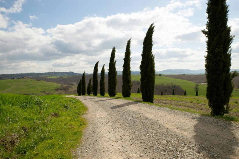 a line of trees stand on a gravel road