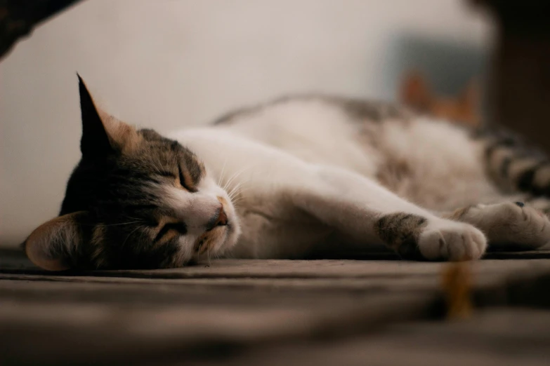 cat is sleeping on the floor in front of a mirror