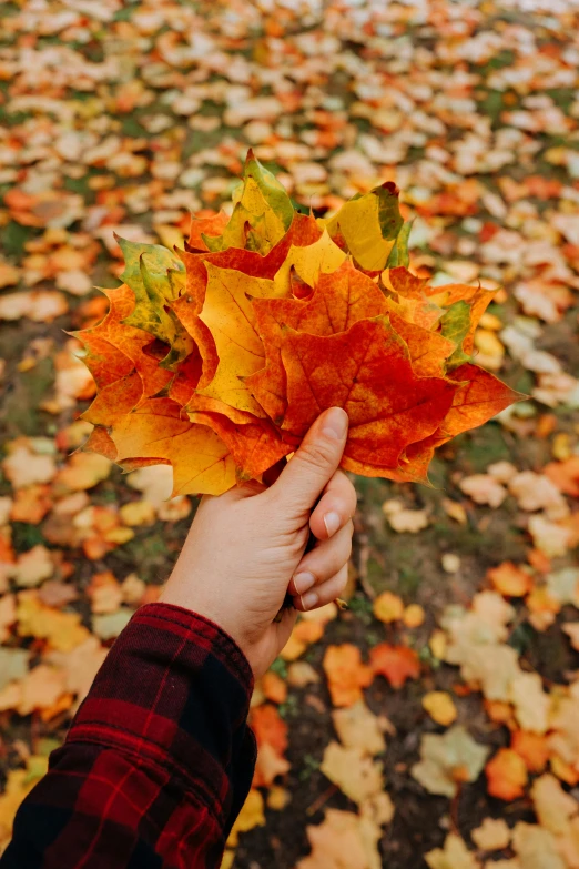 a person is holding leaves on the ground