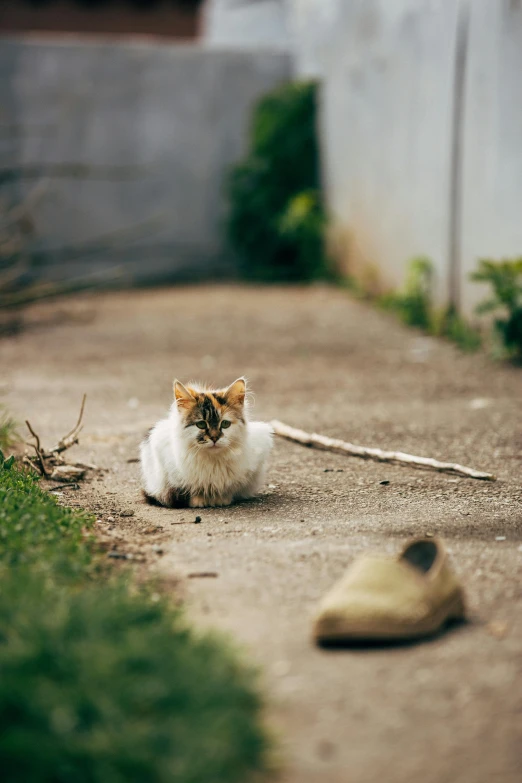 there is a cat that is sitting in the street