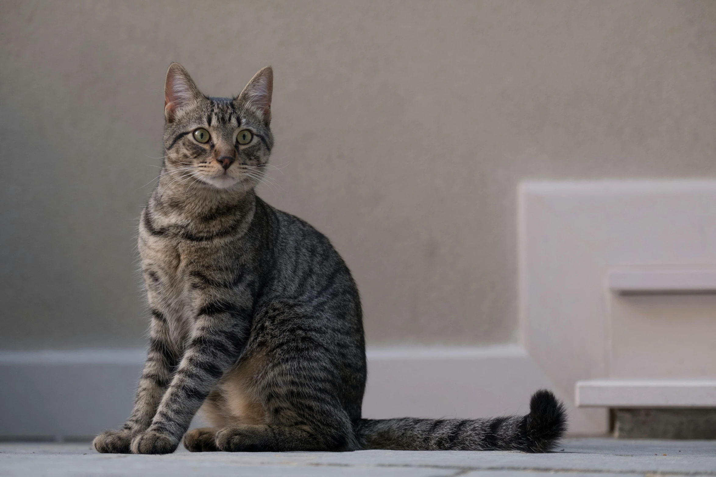 a tiger striped cat sitting on the floor