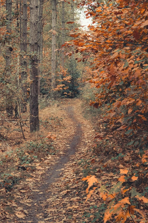 a dirt road is surrounded by trees in the fall