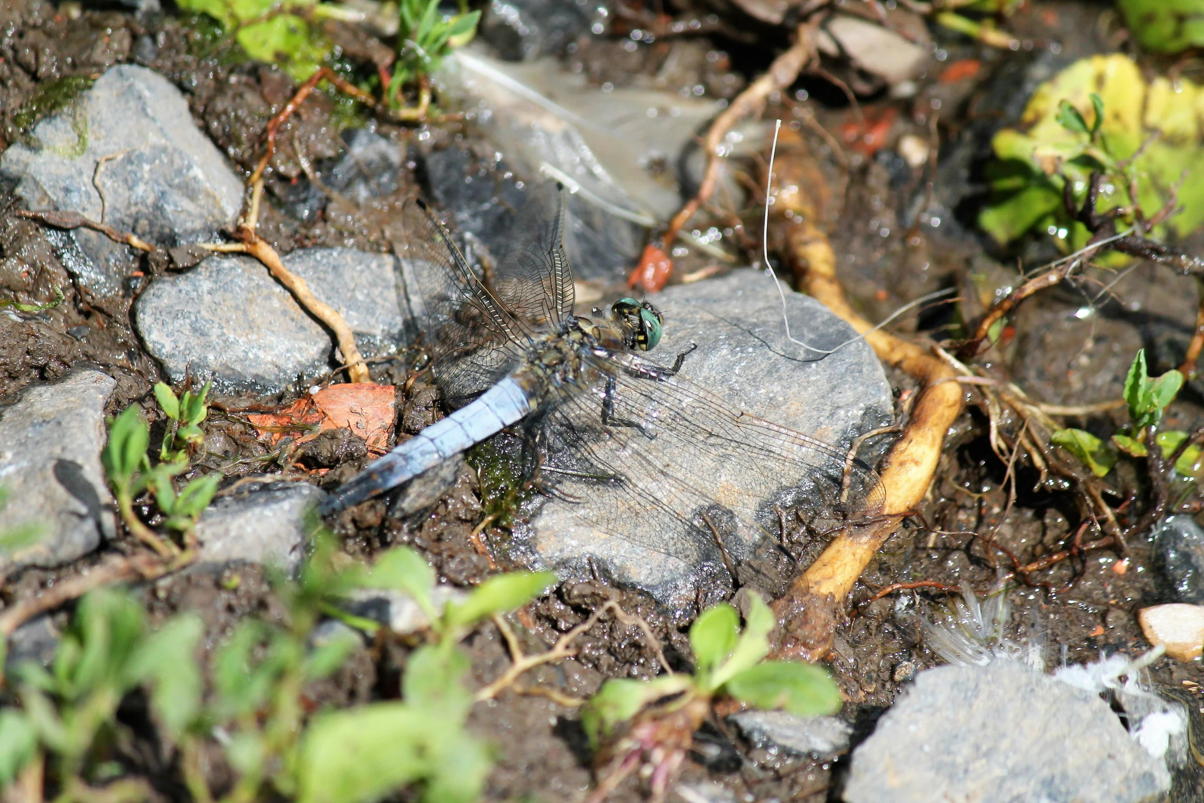 an insect is walking across rocks in the dirt