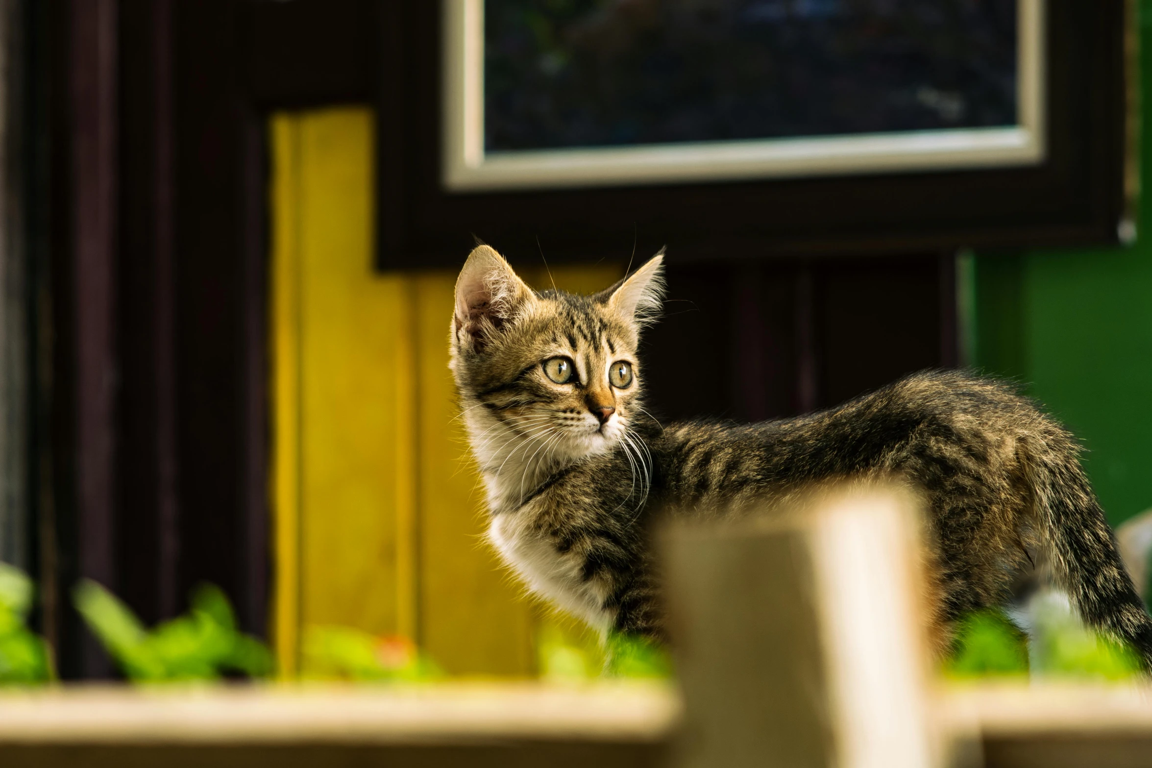 a kitten stands behind a table next to flowers