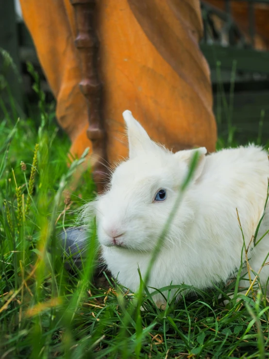 a white baby rabbit on the ground and green grass