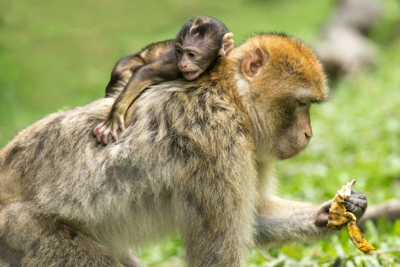a brown monkey sits on its back while holding onto another one