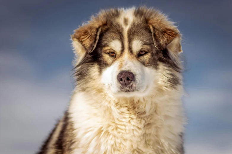 an old, gy haired dog looks over the edge of his head