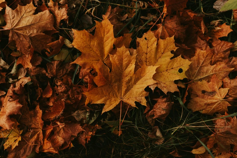 some brown and yellow leaf laying on the ground