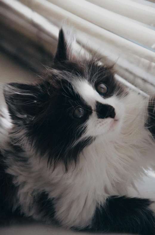 a kitten sitting on the floor near some blinds