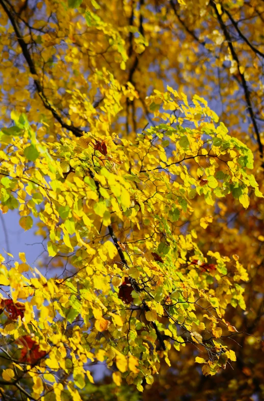 a tree filled with lots of yellow leaves