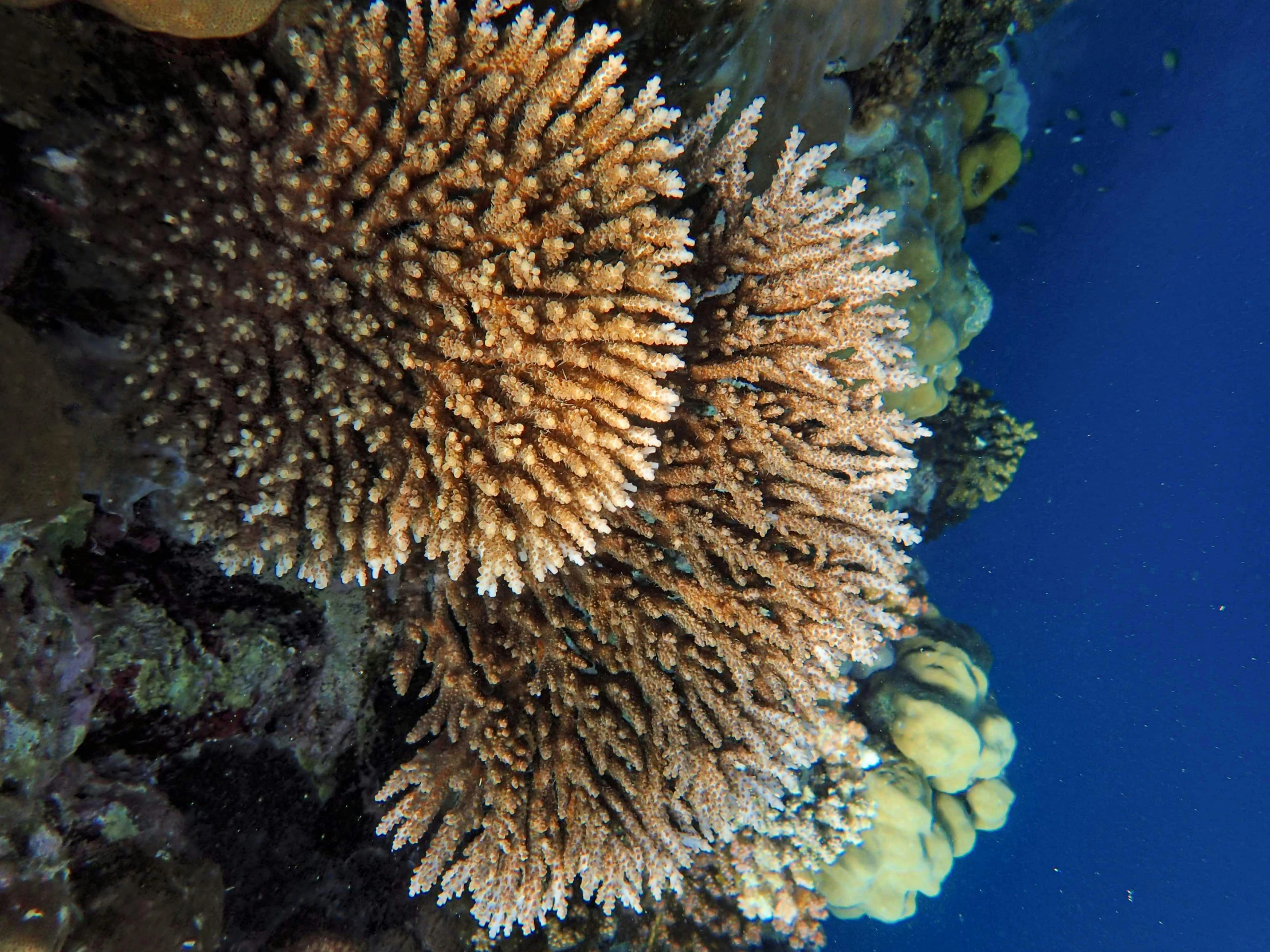 some very big pretty looking corals on the beach