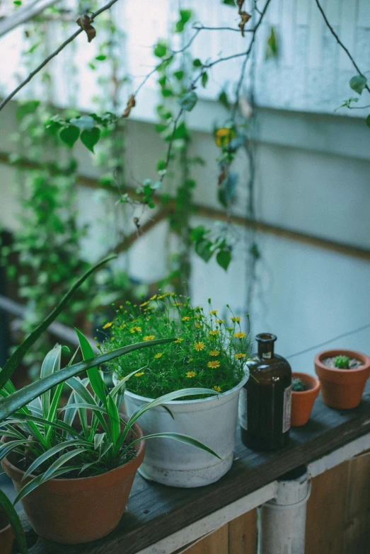 a number of potted plants on a ledge in front of a house