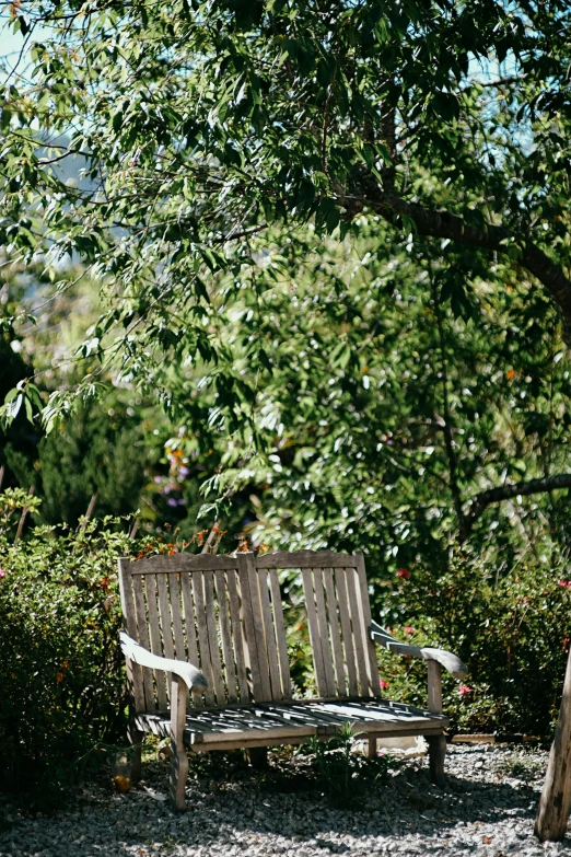 a bench sitting in the middle of some bushes