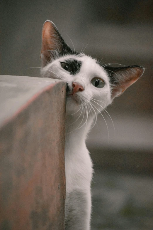 white and black cat rubbing its head against the wooden corner of a bench