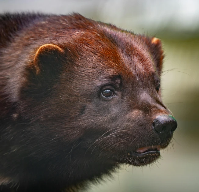 this is an adult brown bear looking at soing