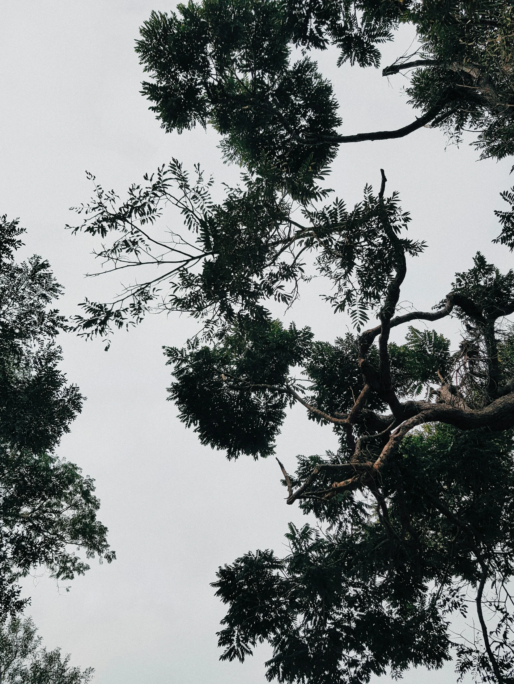 birds flying through the trees as it's raining