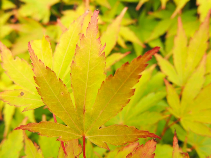 green and yellow leaves are growing in a garden