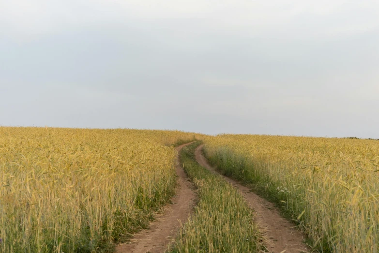 a dirt road surrounded by tall grass in the distance