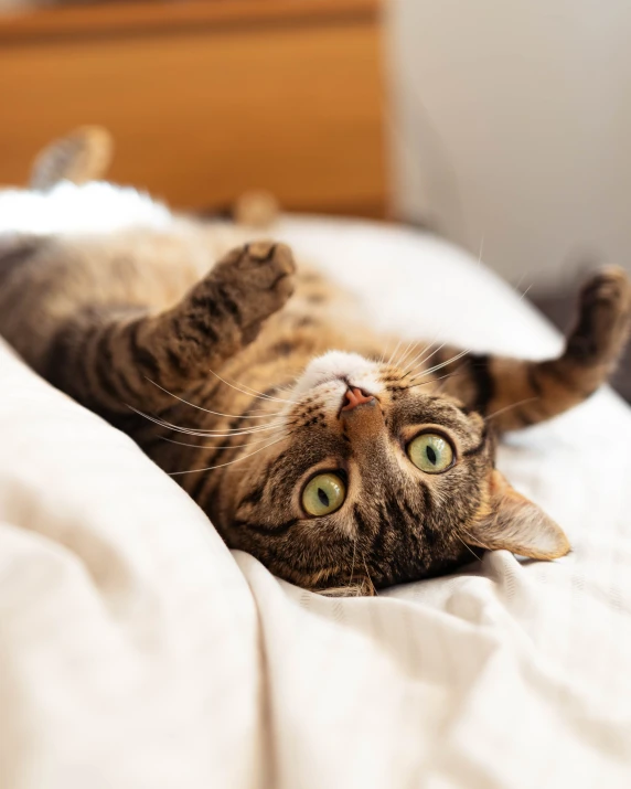 a cat with yellow eyes lying on its back