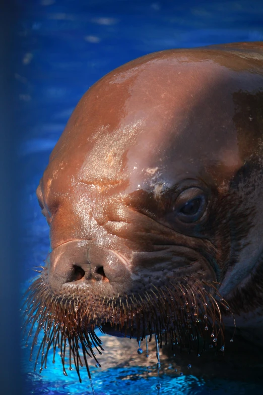 an animal is swimming in the pool with its mouth out