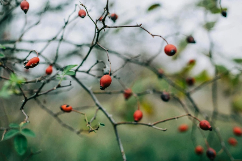 some berry type plants growing in the garden