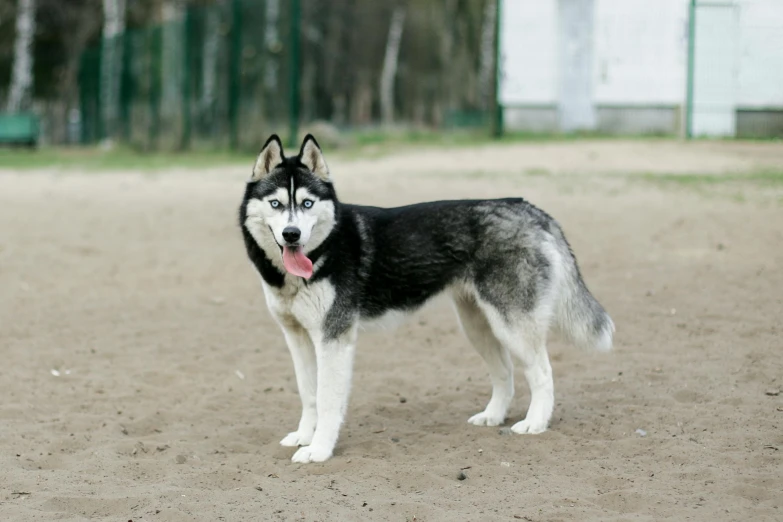 a black and white husky standing on a dirt ground