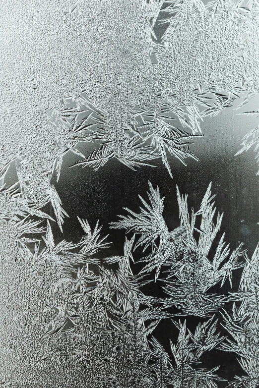 a frosted glass surface shows small plants