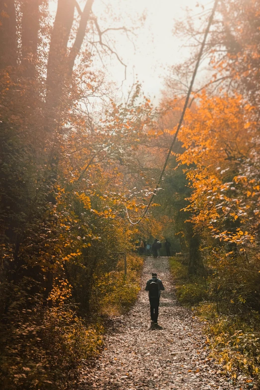 a person walking in the woods in fall