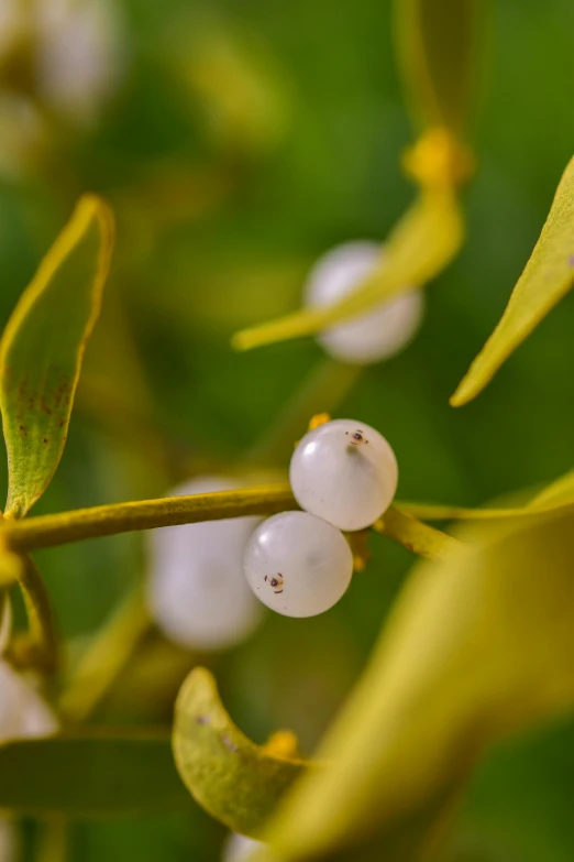 some berries are hanging from the twig