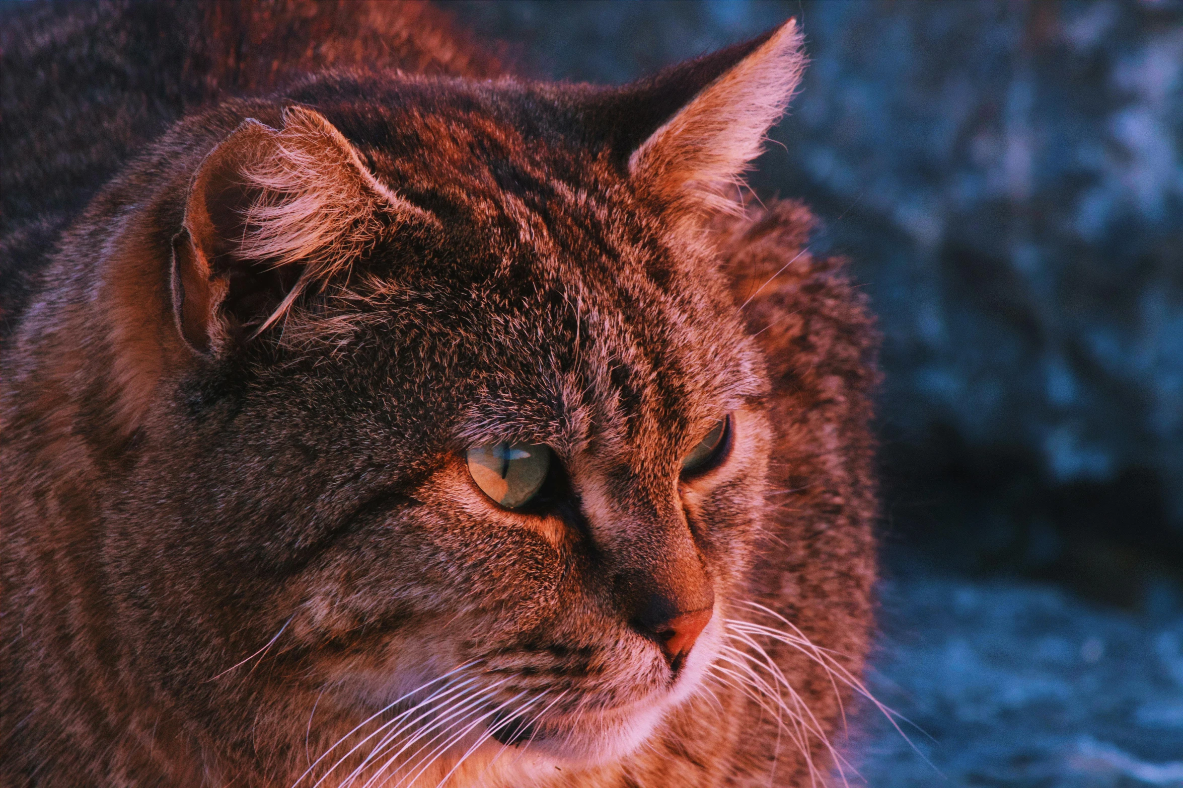 a cat is sitting near some rocks looking off into the distance