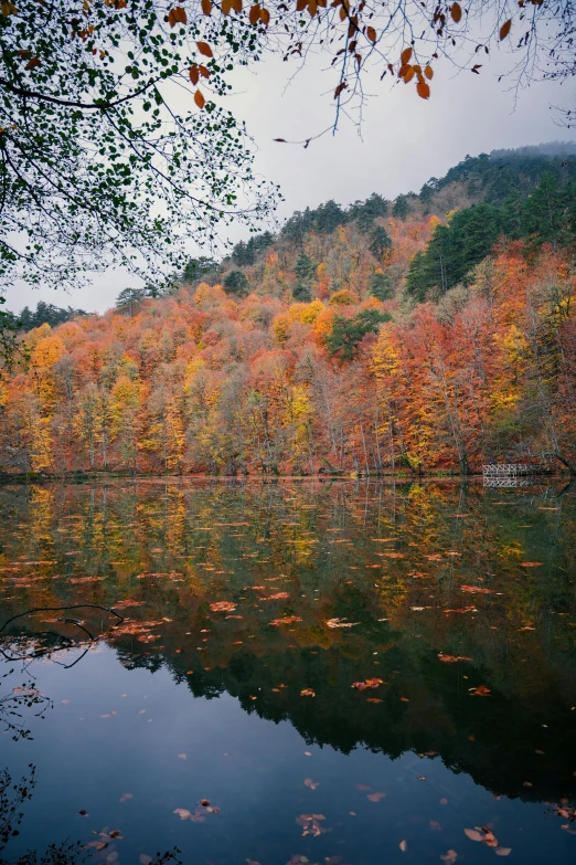 a lake with lots of trees next to it