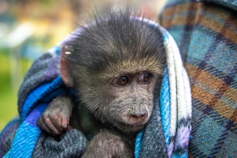 a monkey wrapped in a blanket looking around