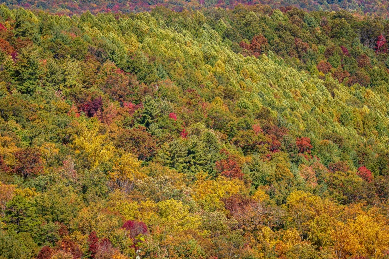 a forested area that is mostly covered by lots of green and yellow foliage