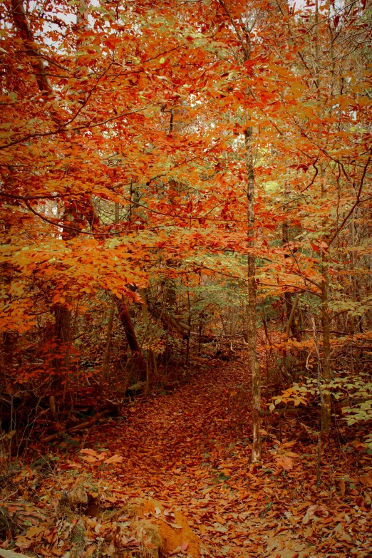 a view of a wooded area that has fallen leaves on the ground