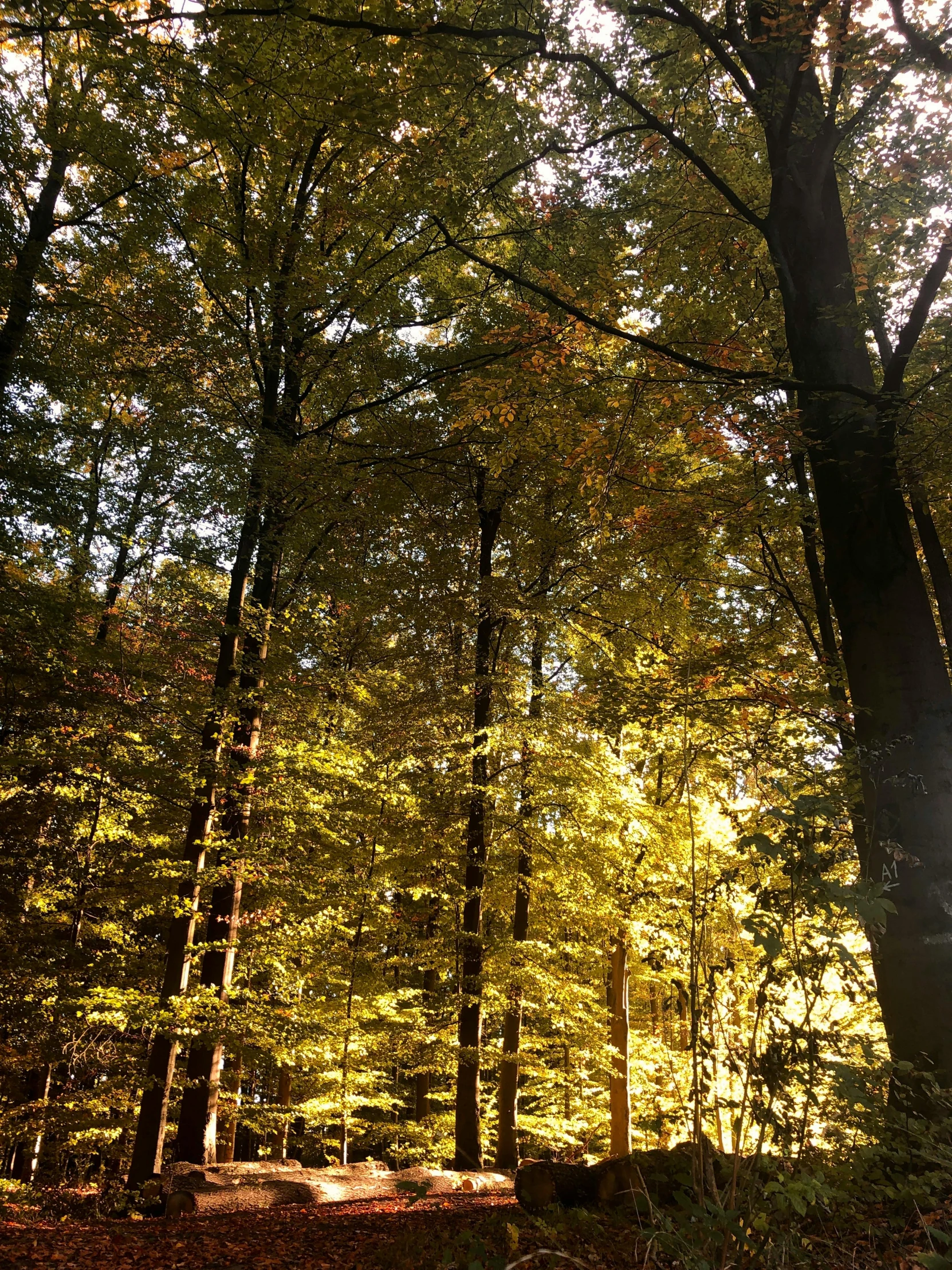 a dirt path through a forest full of leaves