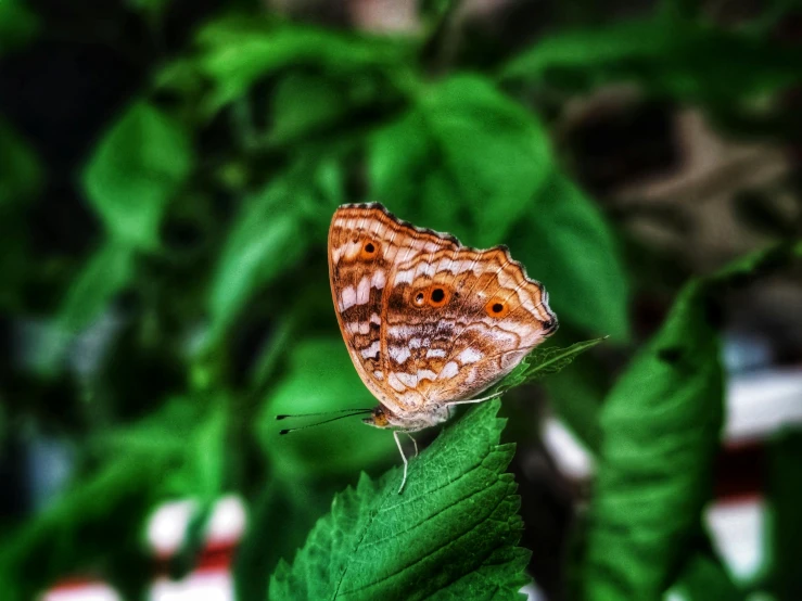 small brown moth sitting on a leafy green bush
