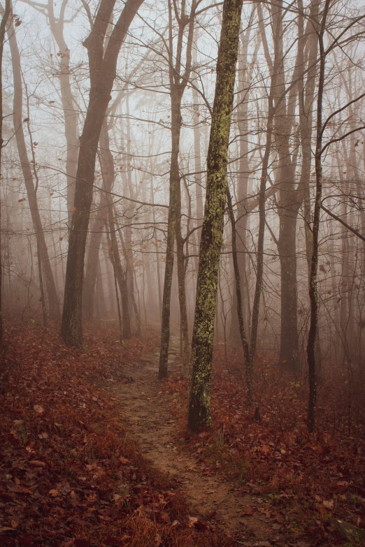 trees in the fog in a wooded area