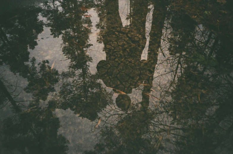 looking down at tall trees reflected in water
