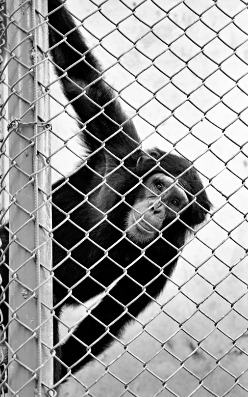 a black and white po of a monkey hanging off a fence