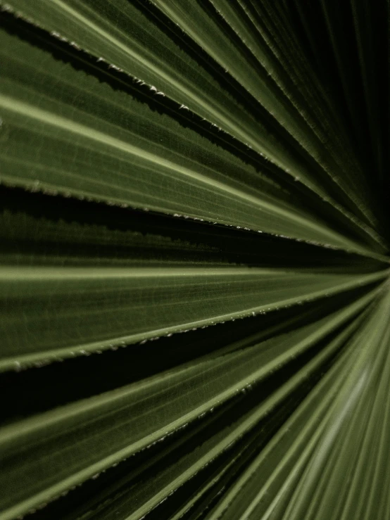 the surface of a green plant in focus