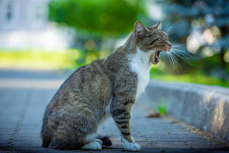 a cat sitting in the street and yawning