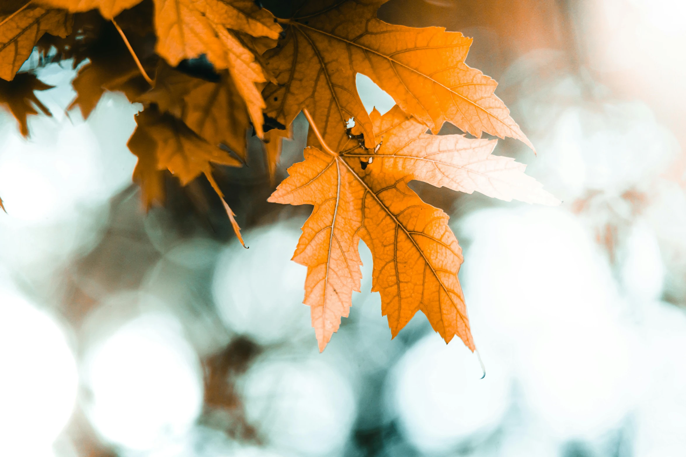 yellow maple leaves are all turned yellow on an autumn day